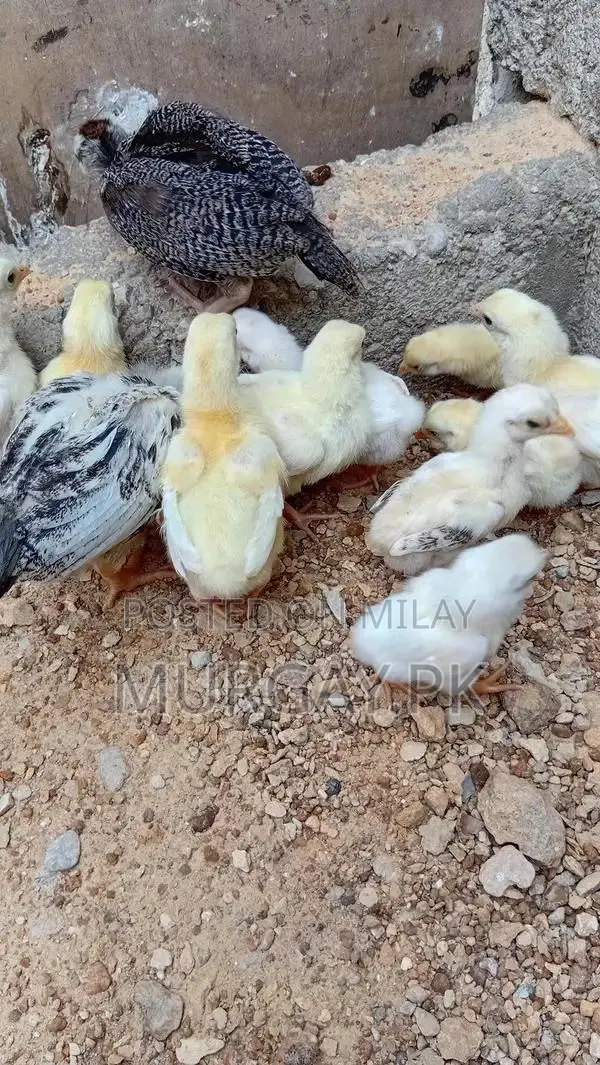 Pure Paper White Chicks - Healthy Breeding Stock