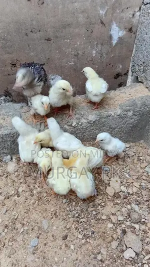Pure Paper White Chicks - Healthy Breeding Stock