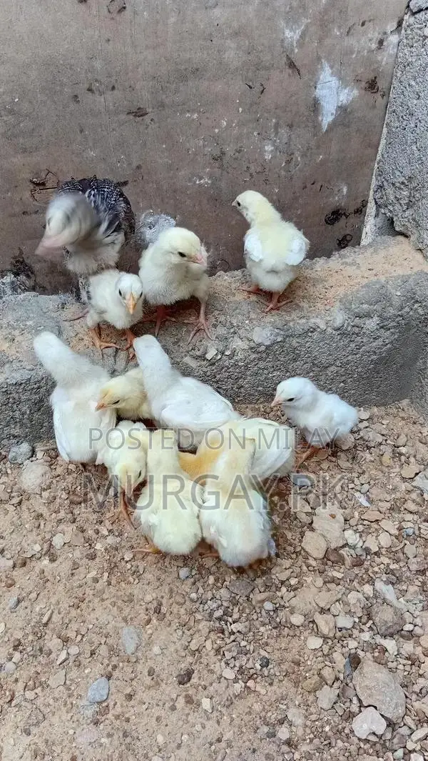 Pure Paper White Chicks - Healthy Breeding Stock
