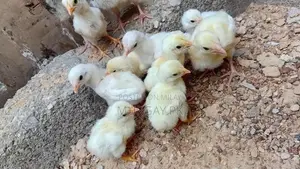 Pure Paper White Chicks - Healthy Breeding Stock