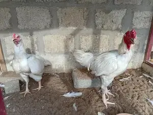 Pure Paper White Chicks - Healthy Breeding Stock
