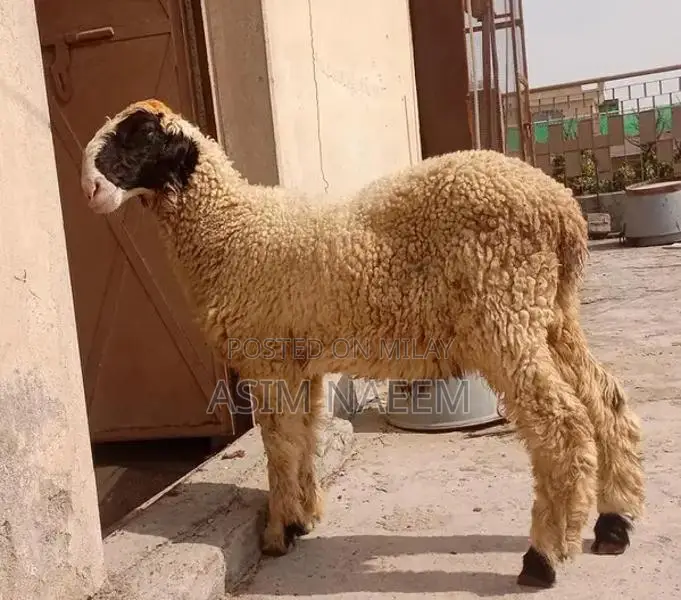 Healthy Mundra Goat Kid - 5 Months Old Active Young Livestock