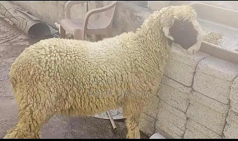 Healthy Mundra Goat Kid - 5 Months Old Active Young Livestock