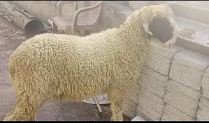 Healthy Mundra Goat Kid - 5 Months Old Active Young Livestock