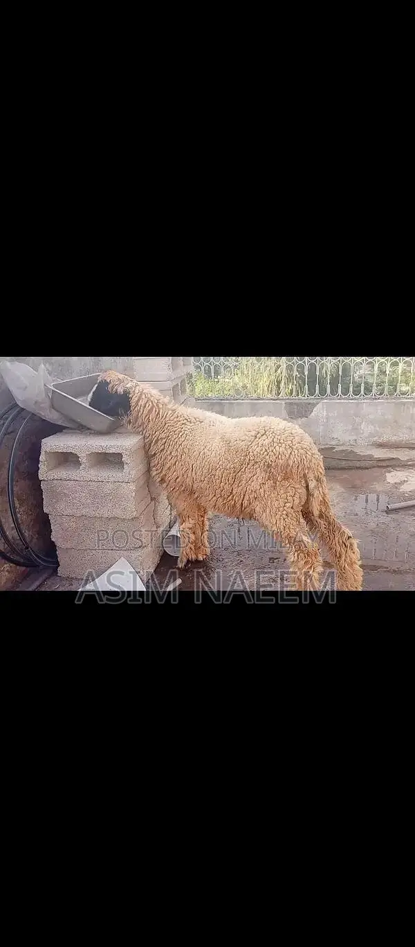 Healthy Mundra Goat Kid - 5 Months Old Active Young Livestock