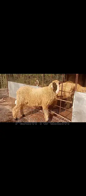 Healthy Mundra Goat Kid - 5 Months Old Active Young Livestock