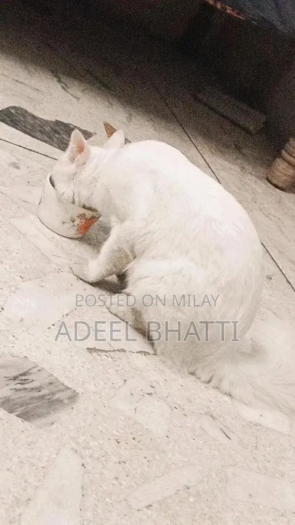 Pet Mating Services for Healthy, Vaccinated Animals