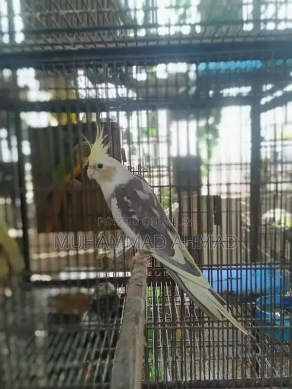 Pastel Face Cockatiel - Rare Avian Color Variant