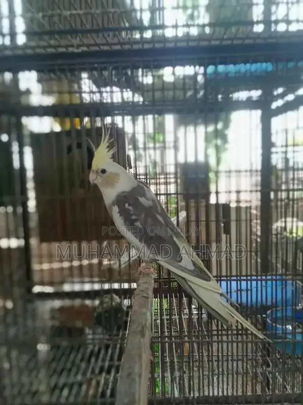 Pastel Face Cockatiel - Rare Avian Color Variant