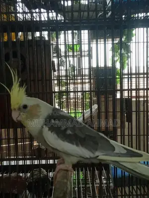Pastel Face Cockatiel - Rare Avian Color Variant