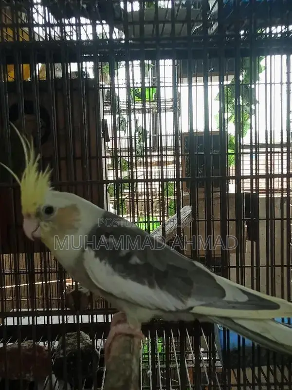 Pastel Face Cockatiel - Rare Avian Color Variant