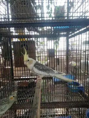 Pastel Face Cockatiel - Rare Avian Color Variant