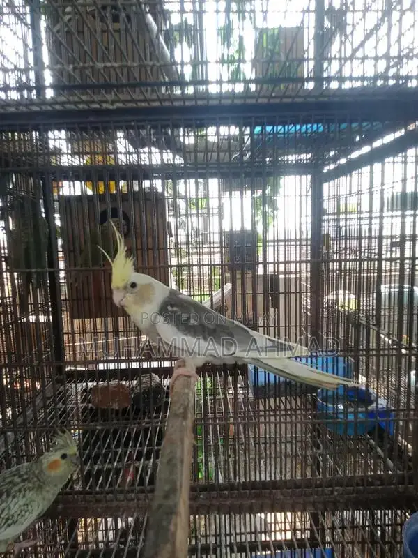 Pastel Face Cockatiel - Rare Avian Color Variant