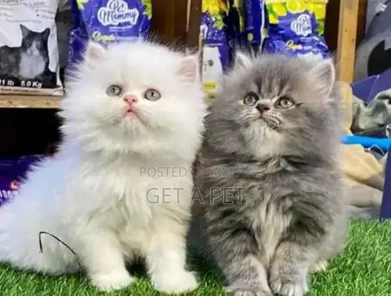 Persian Kittens - Premium Quality Purebred Felines