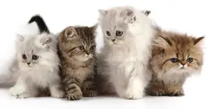 Persian Kittens - Premium Quality Purebred Felines