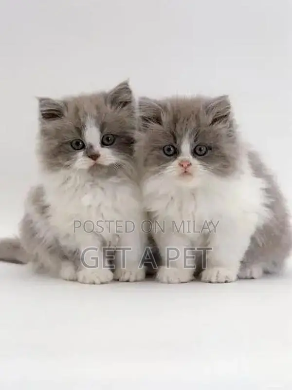 Persian Kittens - Premium Quality Purebred Felines