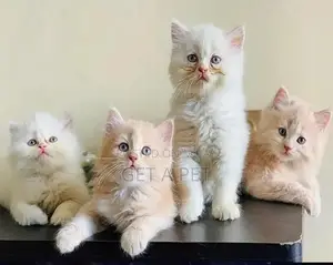 Persian Kittens - Premium Quality Purebred Felines