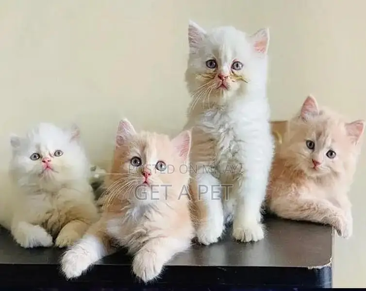 Persian Kittens - Premium Quality Purebred Felines