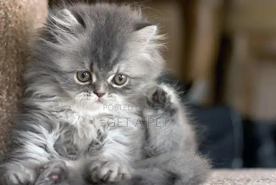 Persian Kittens - Premium Quality Purebred Felines