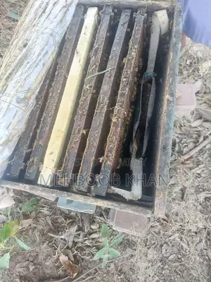 Healthy Honey Bee Colony in 4 Brood Boxes - Ready for Beekeeping