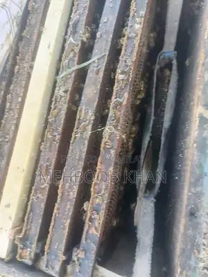 Healthy Honey Bee Colony in 4 Brood Boxes - Ready for Beekeeping