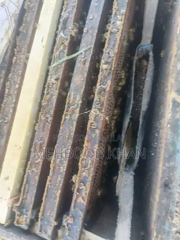 Healthy Honey Bee Colony in 4 Brood Boxes - Ready for Beekeeping