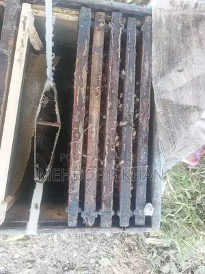 Healthy Honey Bee Colony in 4 Brood Boxes - Ready for Beekeeping