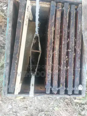 Healthy Honey Bee Colony in 4 Brood Boxes - Ready for Beekeeping