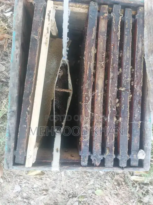 Healthy Honey Bee Colony in 4 Brood Boxes - Ready for Beekeeping