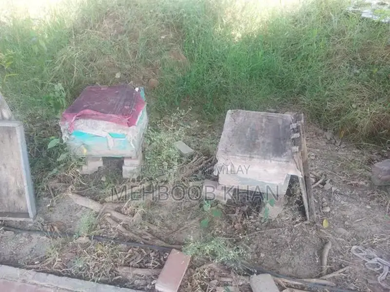 Healthy Honey Bee Colony in 4 Brood Boxes - Ready for Beekeeping