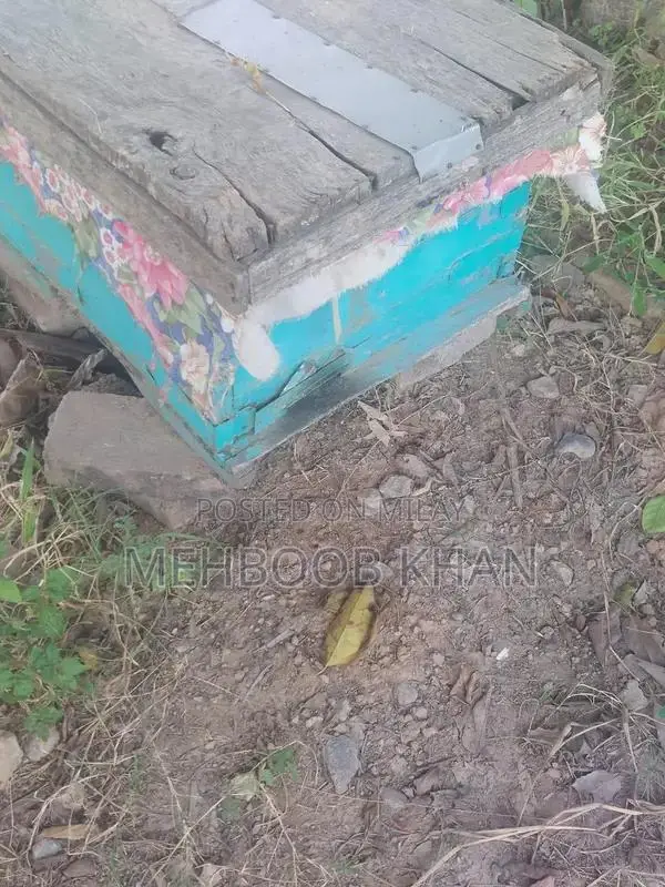 Healthy Honey Bee Colony in 4 Brood Boxes - Ready for Beekeeping