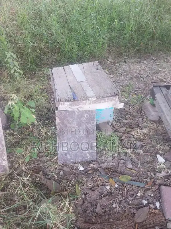 Healthy Honey Bee Colony in 4 Brood Boxes - Ready for Beekeeping