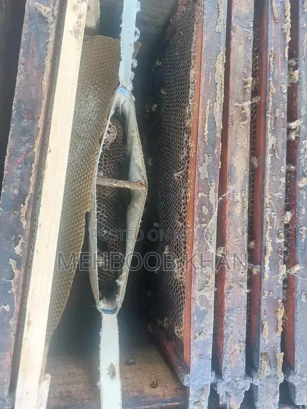 Healthy Honey Bee Colony in 4 Brood Boxes - Ready for Beekeeping