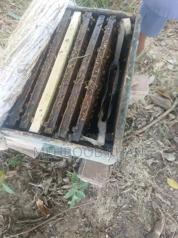 Healthy Honey Bee Colony in 4 Brood Boxes - Ready for Beekeeping