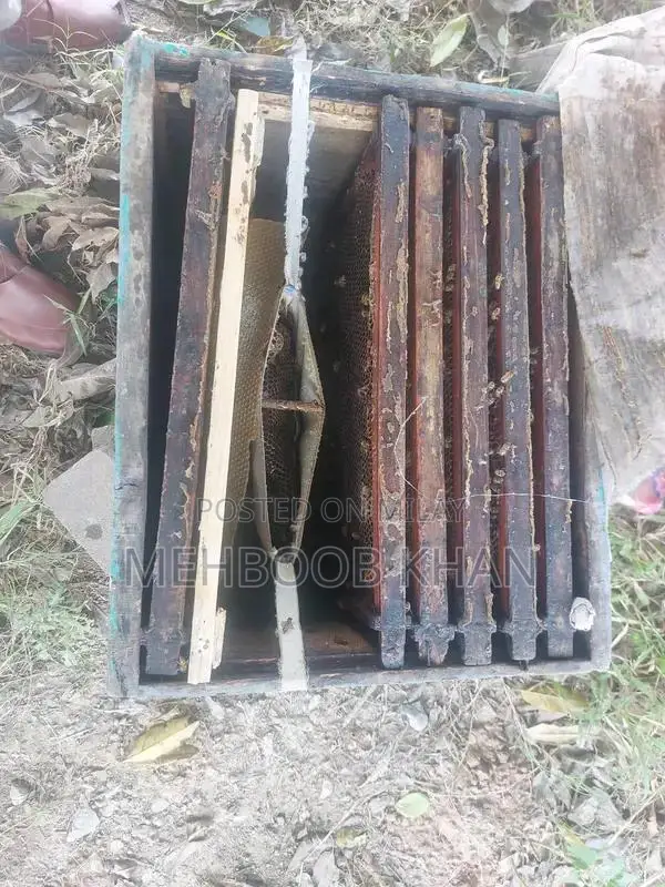 Healthy Honey Bee Colony in 4 Brood Boxes - Ready for Beekeeping