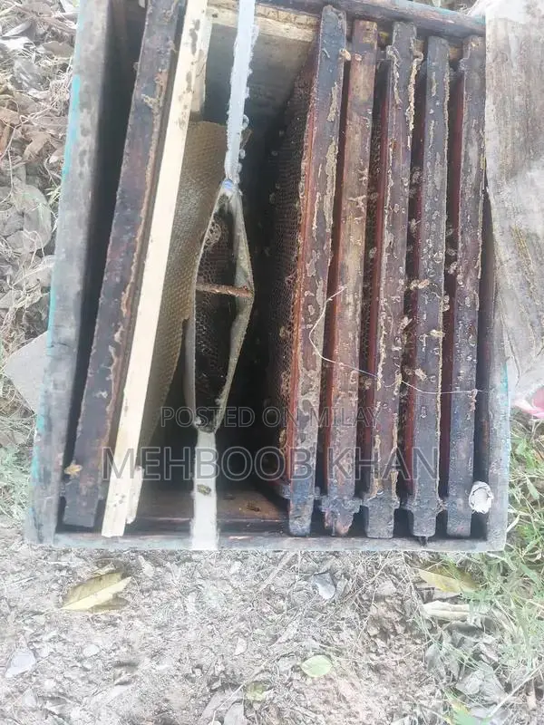 Healthy Honey Bee Colony in 4 Brood Boxes - Ready for Beekeeping