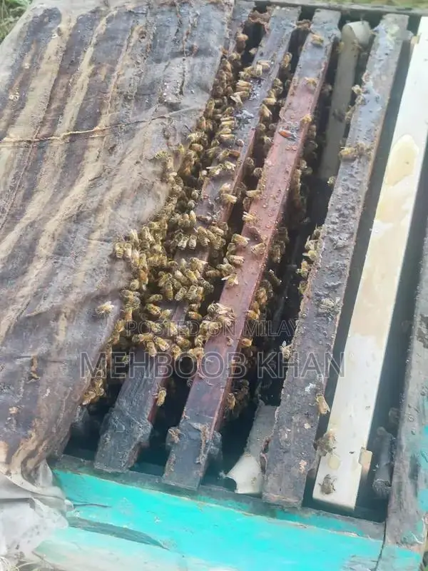 Healthy Honey Bee Colony in 4 Brood Boxes - Ready for Beekeeping