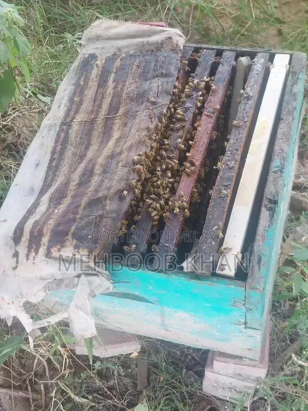 Healthy Honey Bee Colony in 4 Brood Boxes - Ready for Beekeeping
