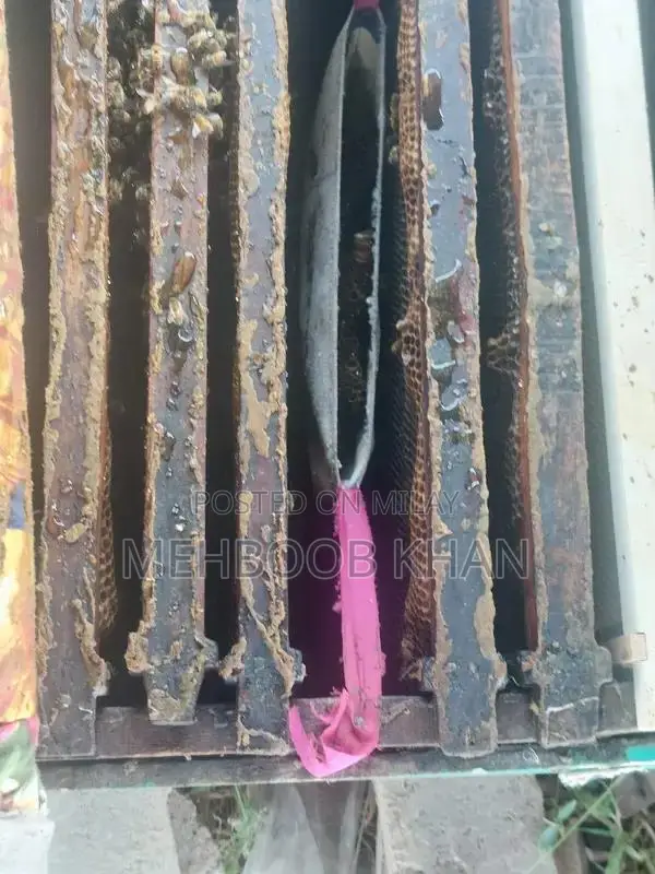 Healthy Honey Bee Colony in 4 Brood Boxes - Ready for Beekeeping