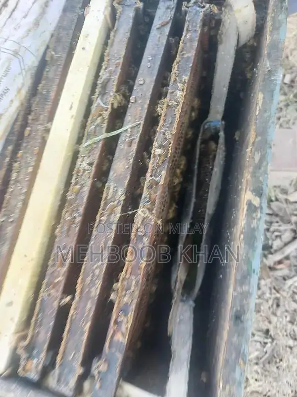 Healthy Honey Bee Colony in 4 Brood Boxes - Ready for Beekeeping