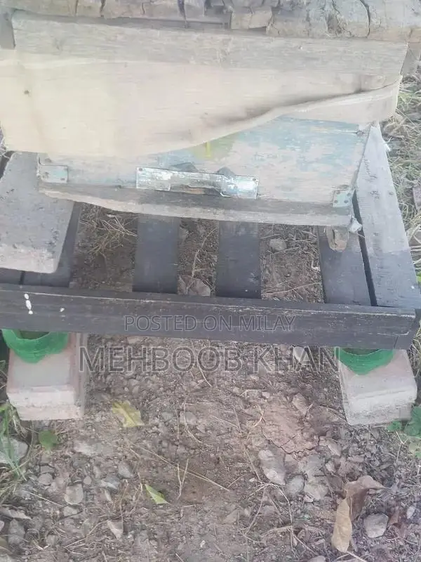 Healthy Honey Bee Colony in 4 Brood Boxes - Ready for Beekeeping