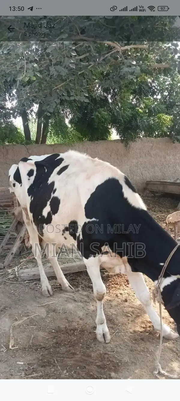 Pure Australian Dairy Cow - High Milk Production Breed