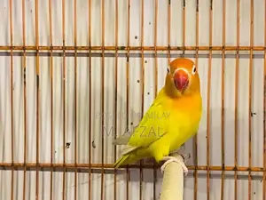 Photo - Love Birds Pair - Mixed Gender Exotic Pet Birds