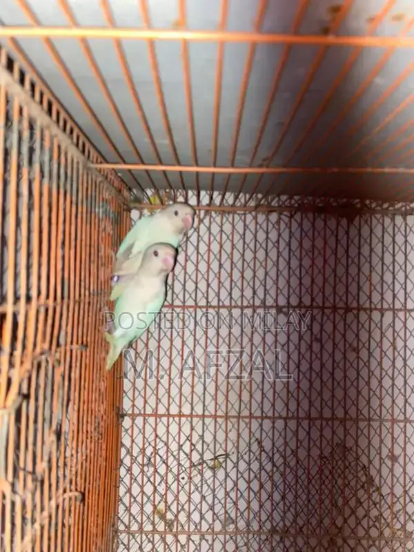 Love Birds Pair - Mixed Gender Exotic Pet Birds