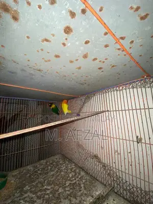 Love Birds Pair - Mixed Gender Exotic Pet Birds