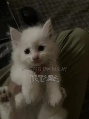 Photo - Persian cat urgent sale
