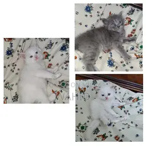 Photo - kittens available