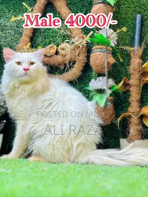 Photo - persian beautiful cats