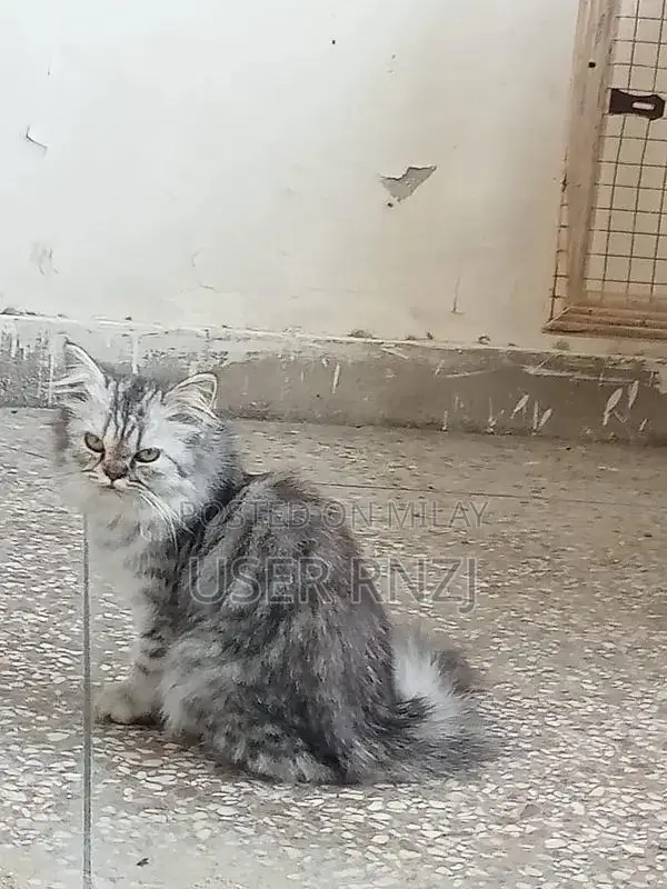 Persian Cat - Punch Face, Long Fur, Oreo and Ash Coloration