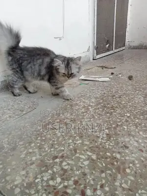 Persian Cat - Punch Face, Long Fur, Oreo and Ash Coloration